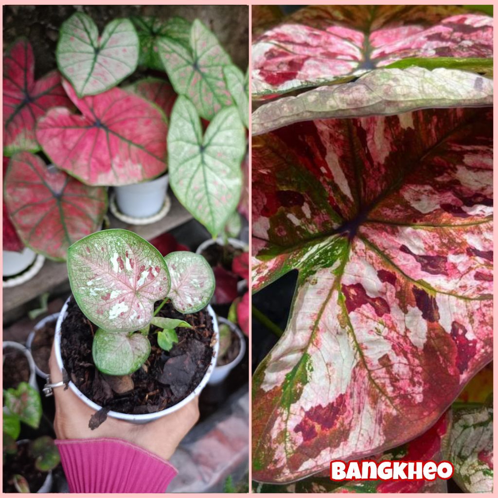 Caladium Thailand Series Cantik