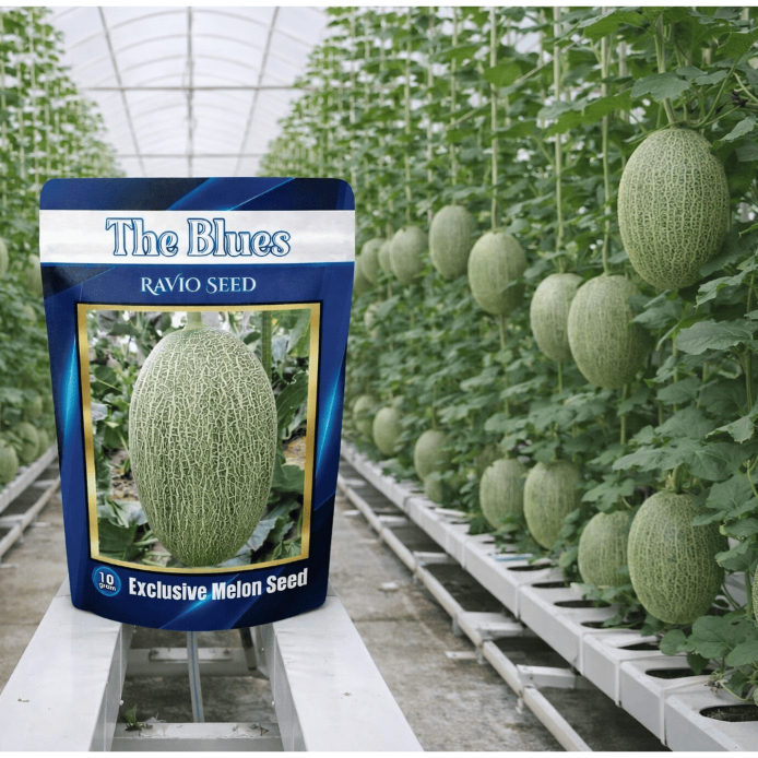 Benih Melon The Blues