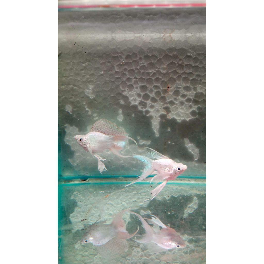 Ikan molly white platinum balon ribbon high fin pair