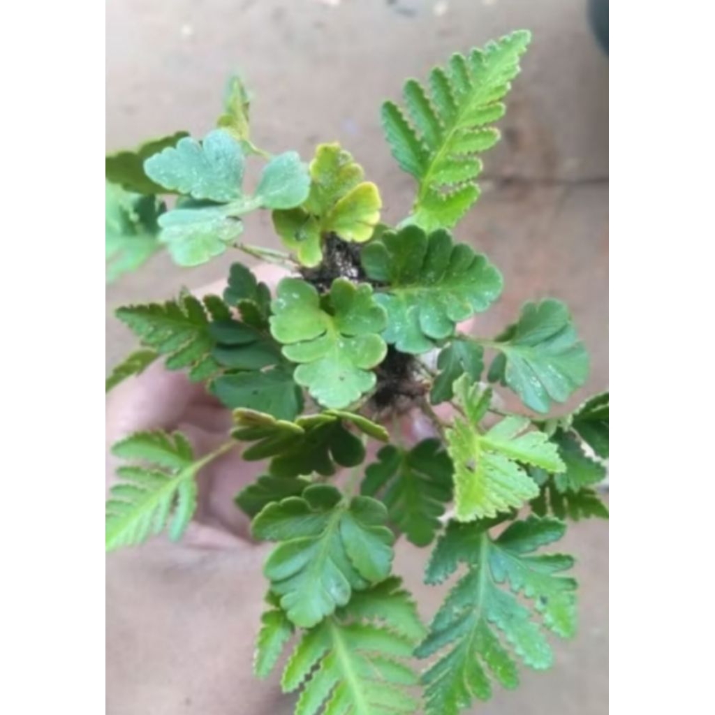 Pakis kuraci PALUDARIUM/terarium