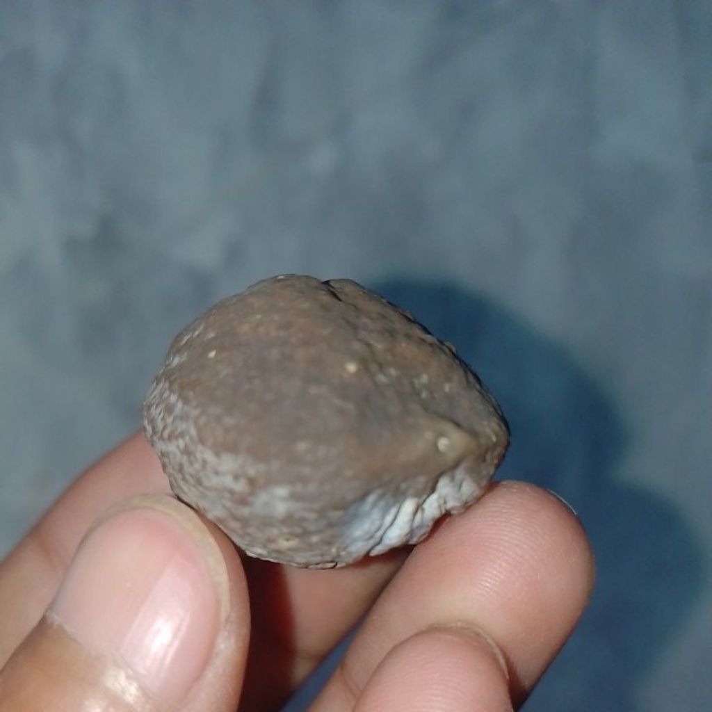 MUNCANG JAYANTI SI PAIT JAWA