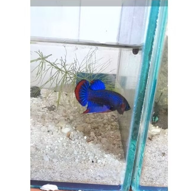 wild betta imbellis blue size L sepasang