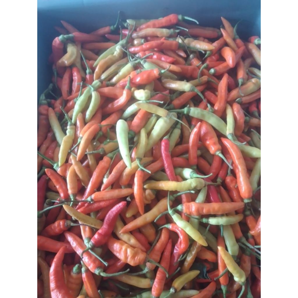 [Khusus Jawa] Cabe Rawit Merah Kiloan 1/4 kg 250gr Cabai Lombok Segar Fresh