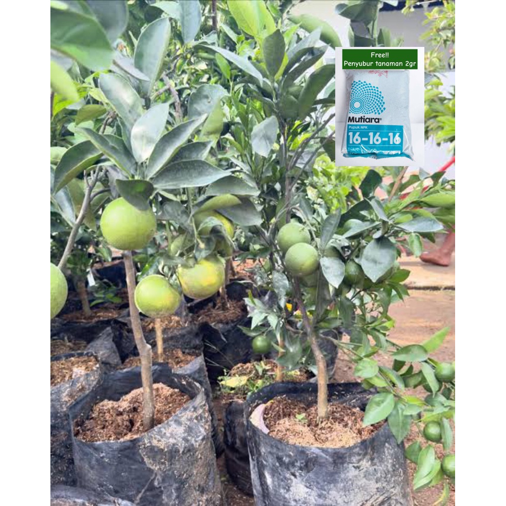 bibit jeruk sunkist-tanaman buah jeruk rimbun berbuah gratis npk penyubur 2gr
