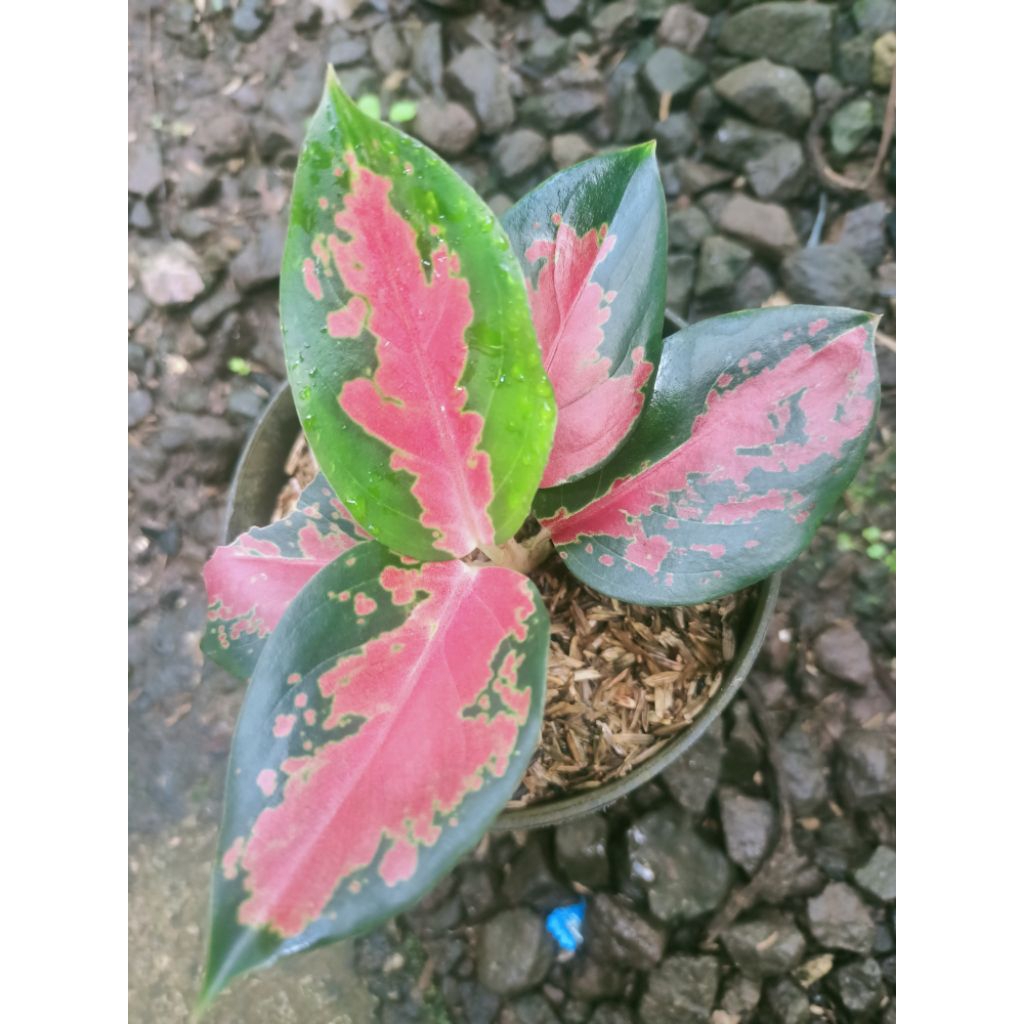 aglonema suksom bibitan-aglonema koleksi-suksom jaipong