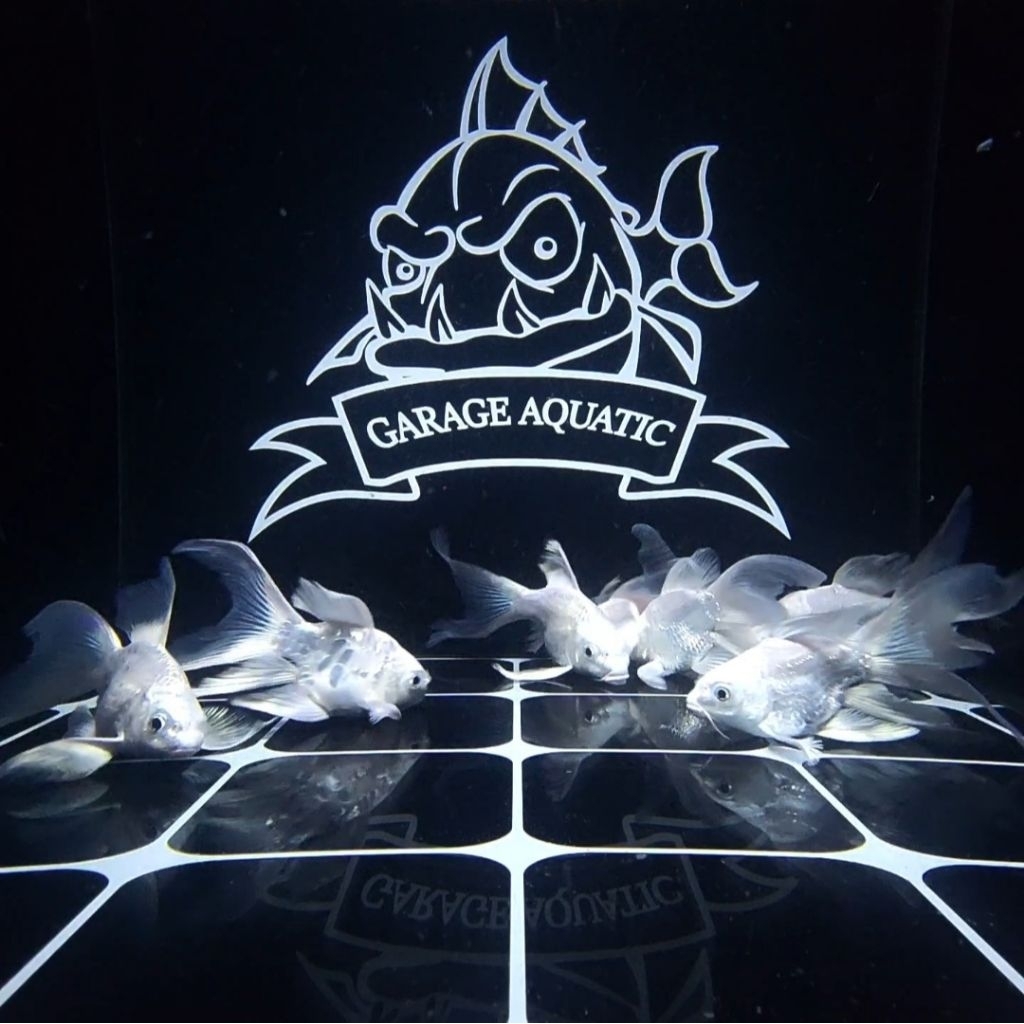 (INSTANT) KOI HUDIELONG PLATINUM BUTTERFLY KOI SHORT BODY CHINA IKAN HIAS EKSOTIS AQUARIUM KOLAM