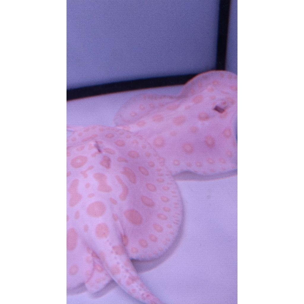 (GOJEK) Pari Albino Air Tawar - Hiasan Aquarium