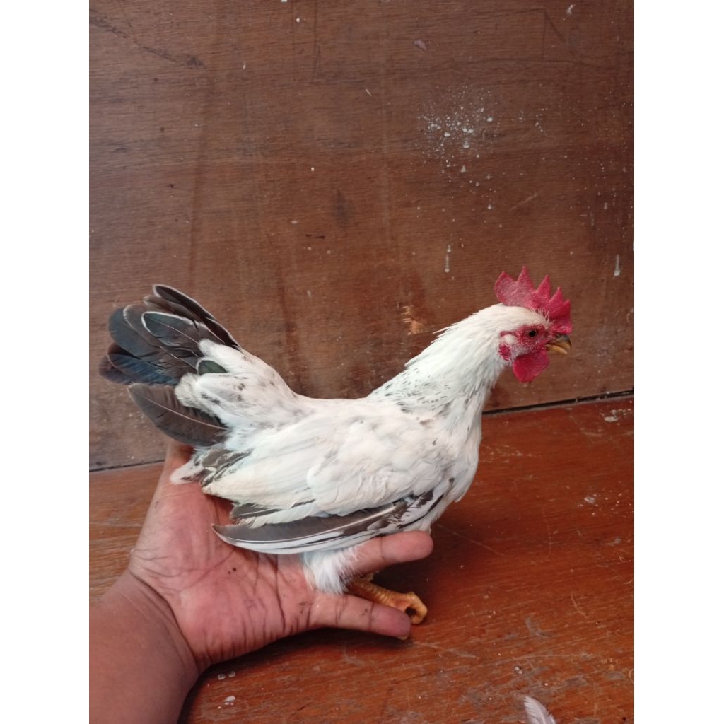 ayam hias  , ayam kate