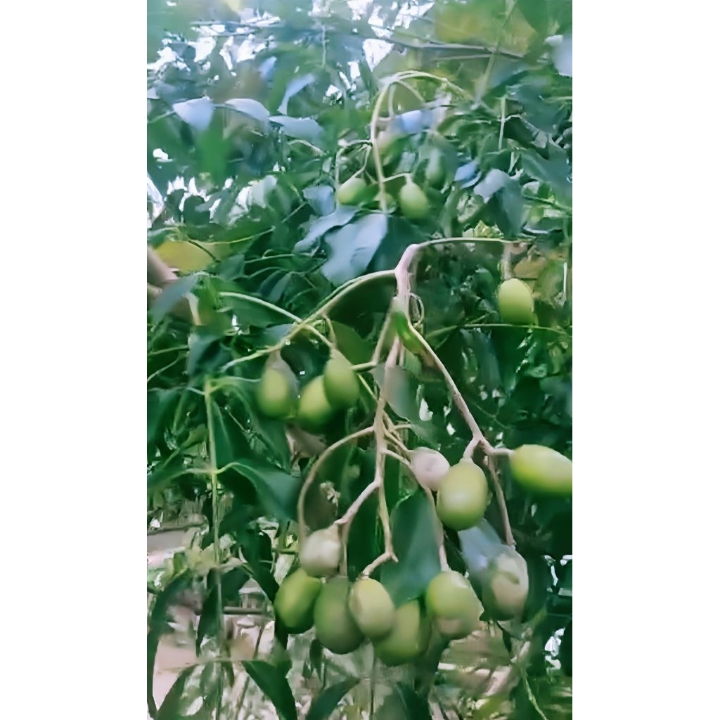 bibit pohon kedondong mini-hasil cangkok-bibit pohon kedondong unggul dari indukan yang sedang berbu