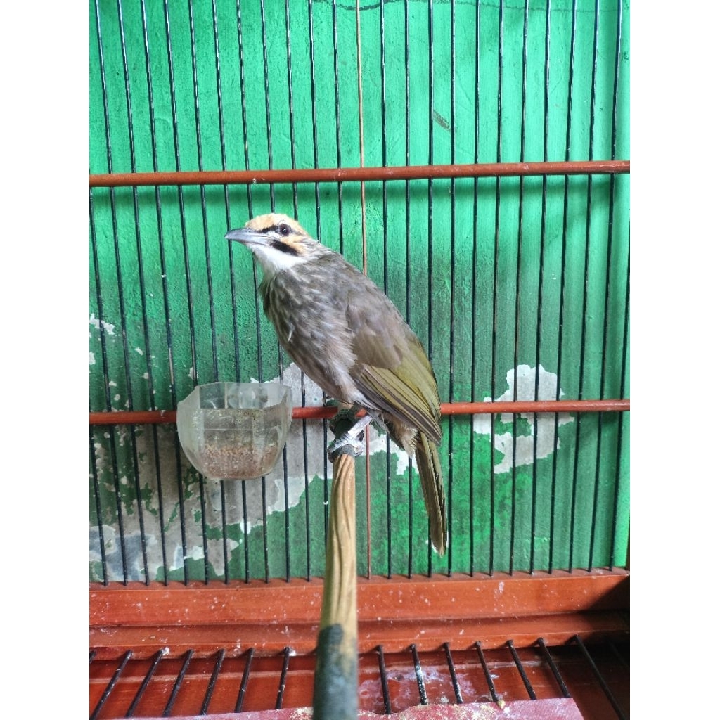 cucak rowo / cucak rawa