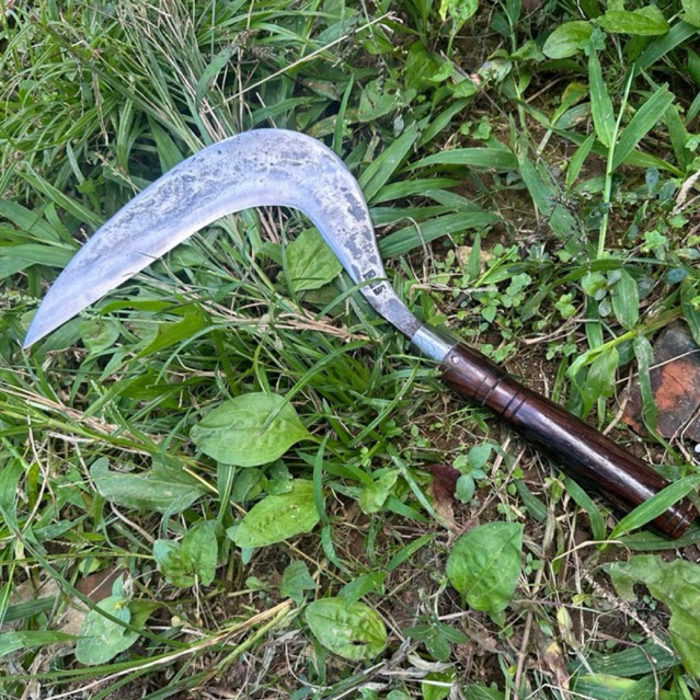 Arit Rumput Maduraan Baja Per Premium | Sabit Ngarit Panen Padi