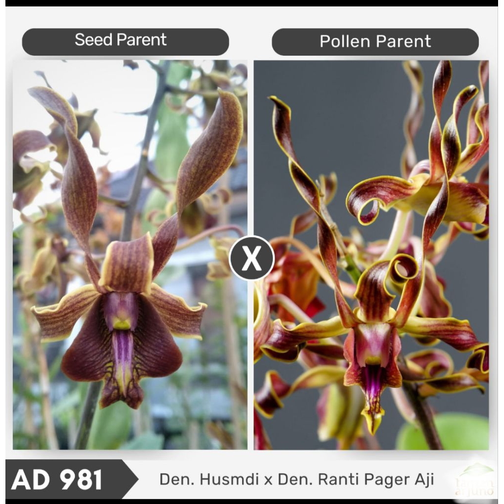 Anggrek silangan Keriting Husmadi x Ranti pagar adji
