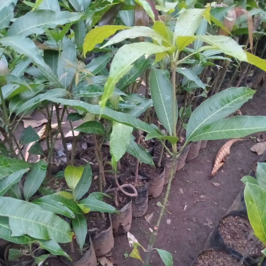 Bibit Mangga Gedong Gincu/Mangga Gincu