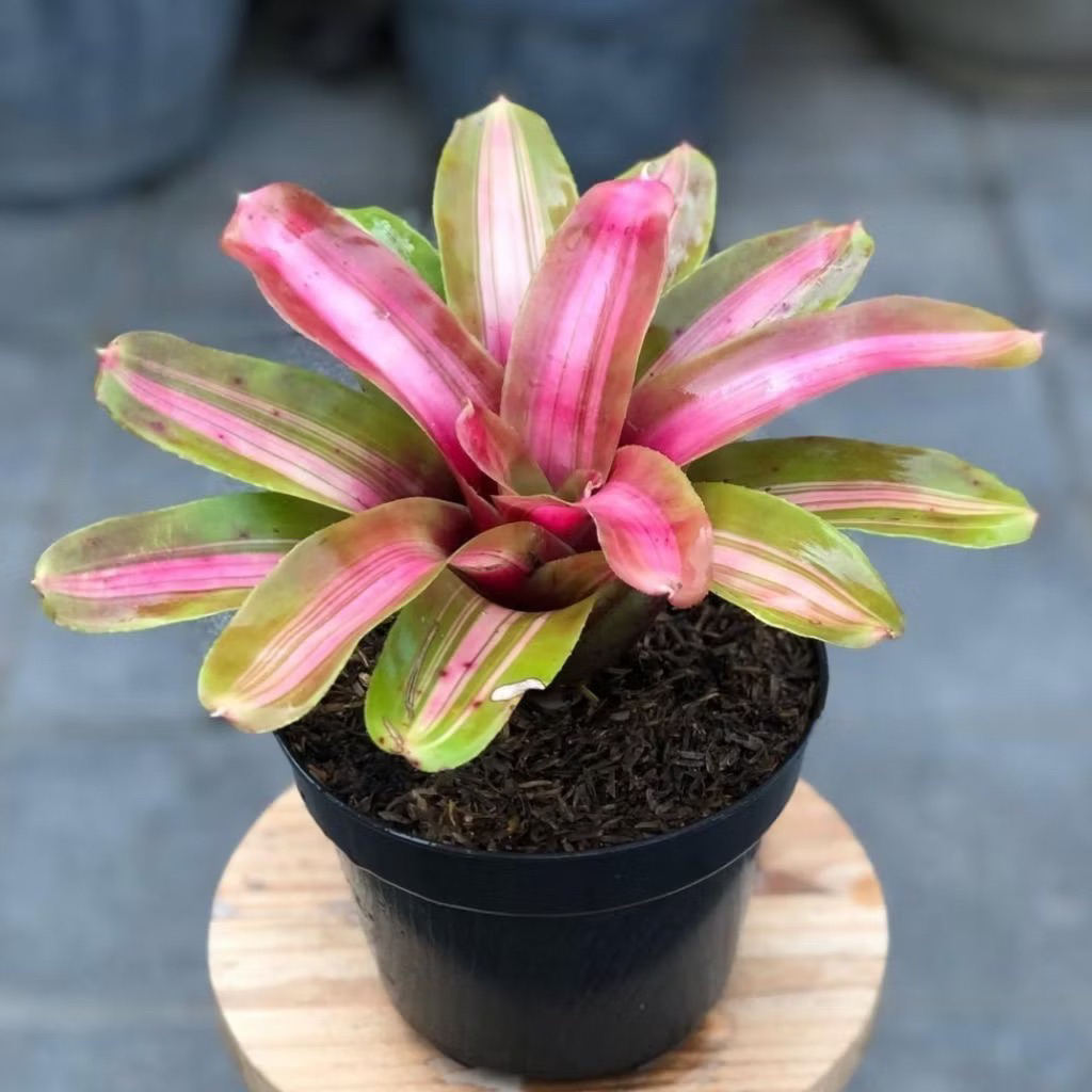 Bromelia Tricolor