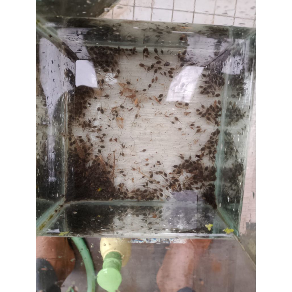 kecebong Buyur Sawah (anak katak isi ratusan) murah paket pakan chana 01