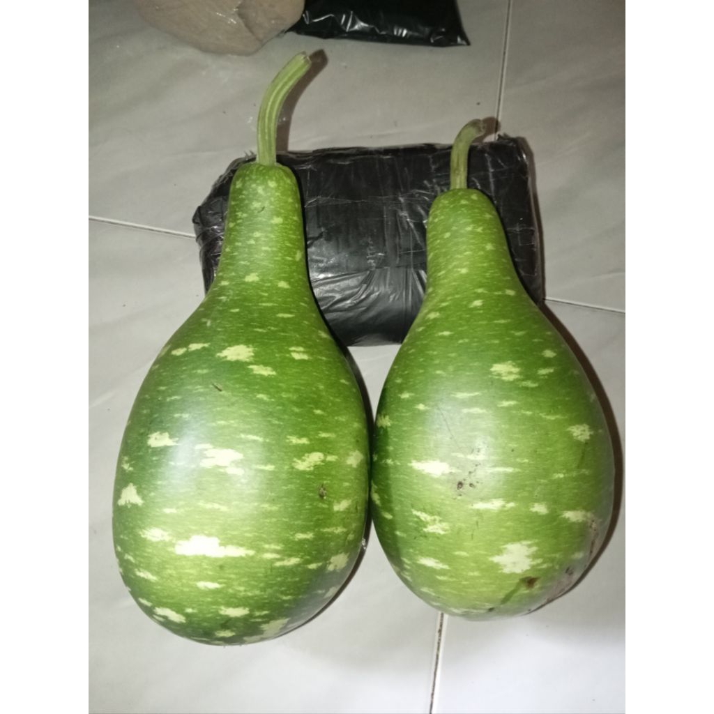 Labu botol/labu air/labu botol segar