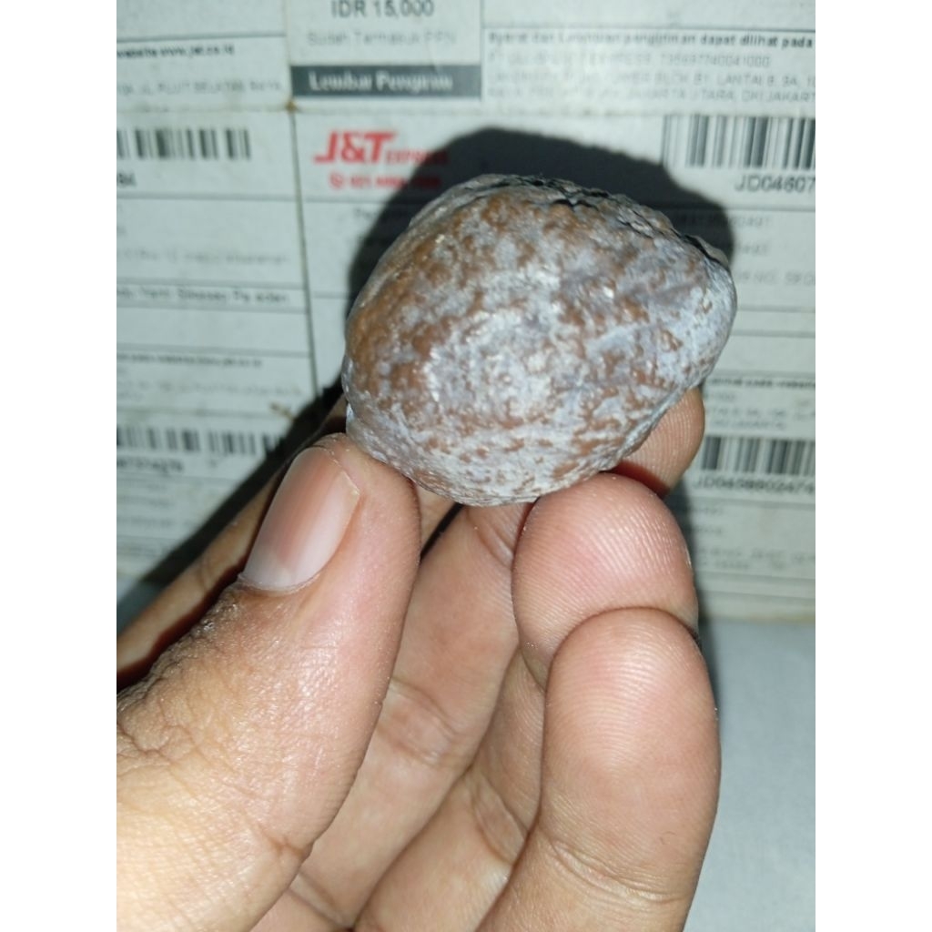 Muncang Adu Yanti A.lilis Super Pasangan Bagus batok tebal