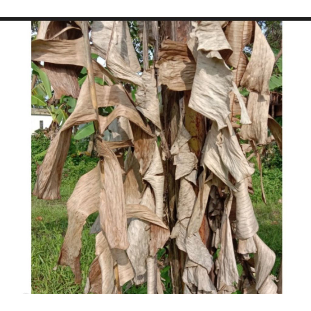 DAUN PISANG KERING/KELARAS 1KG UNTUK MEDIA JANGKRIK,KULTUR DLL