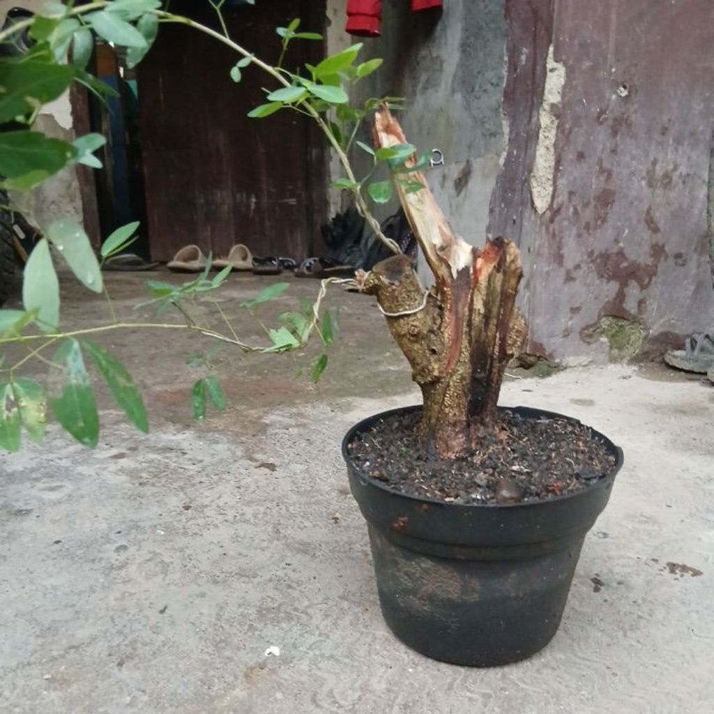 bonsai asem londo keringan
