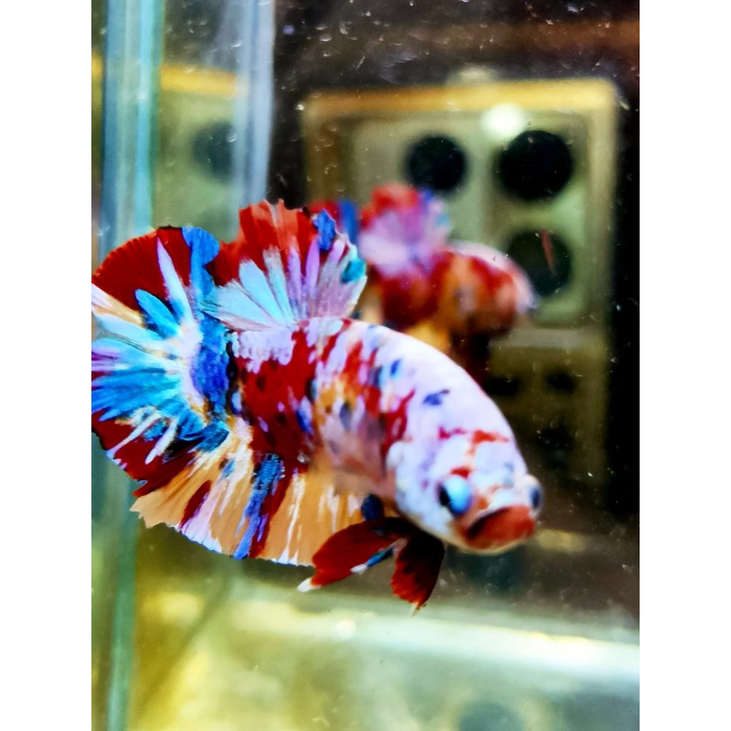 Sepair yellow base galaxy multicolor masking