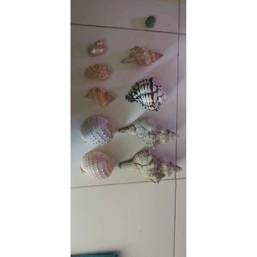 CANGKANG kelomang umang