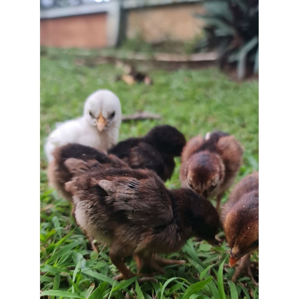 anak ayam ketawa  usia  4 minggu  (netas 9 des 2025) minimal.beli 2 ekor