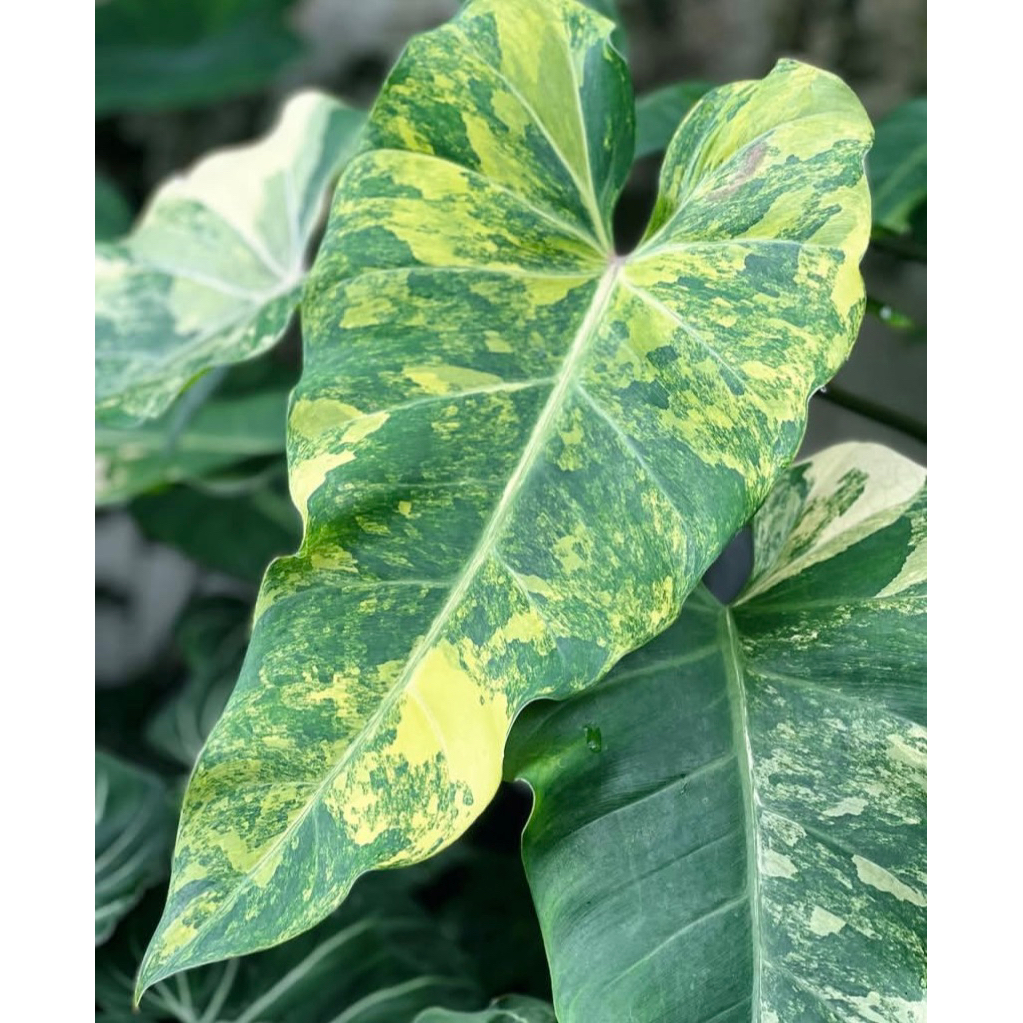 philodendron domesticum varigata