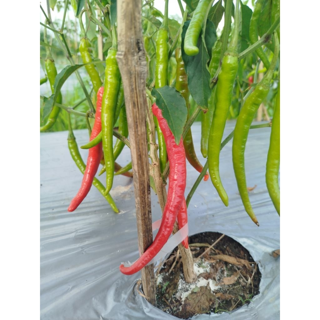 cabai hijau 1kg