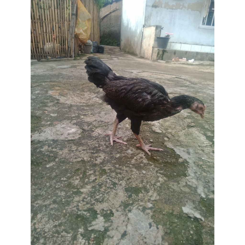 Ayam Pelung Anakan Betina