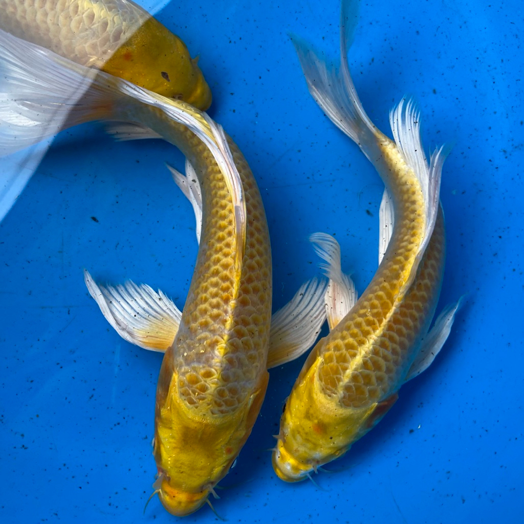 bibit ikan Koi kuning kumpay slayer sehat berkwalitas