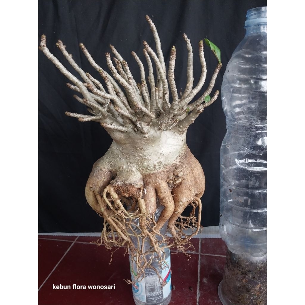 Adenium Arabicum Hibrid Godji x BMK induk prokar