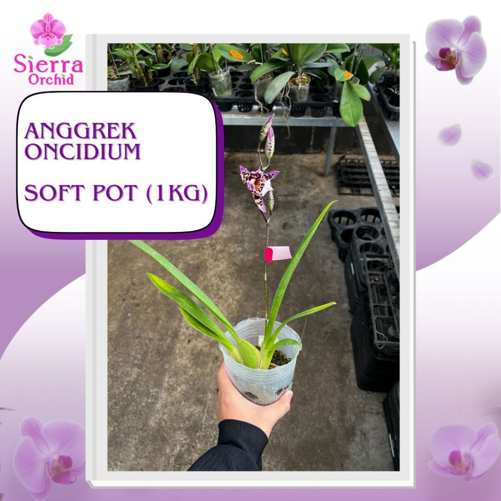 ANGGREK ONCIDIUM SOFT POT (1 KG)