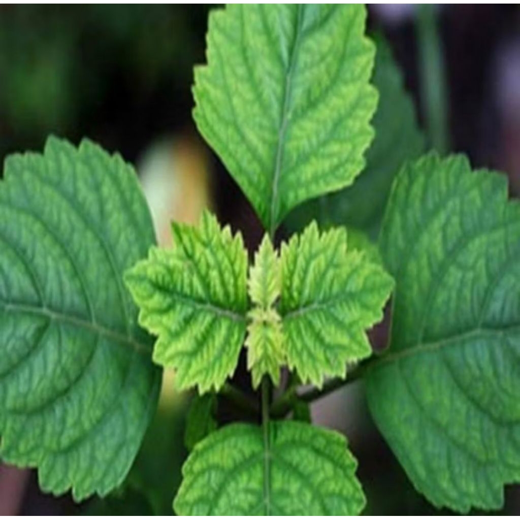 daun nilam segar1kg