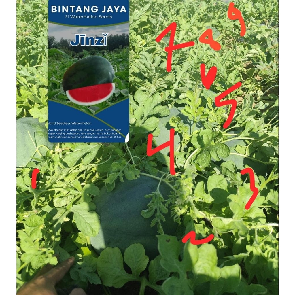 BENIH SEMANGKA UNGGUL LONJONG NON BIJI Jinzi F1.