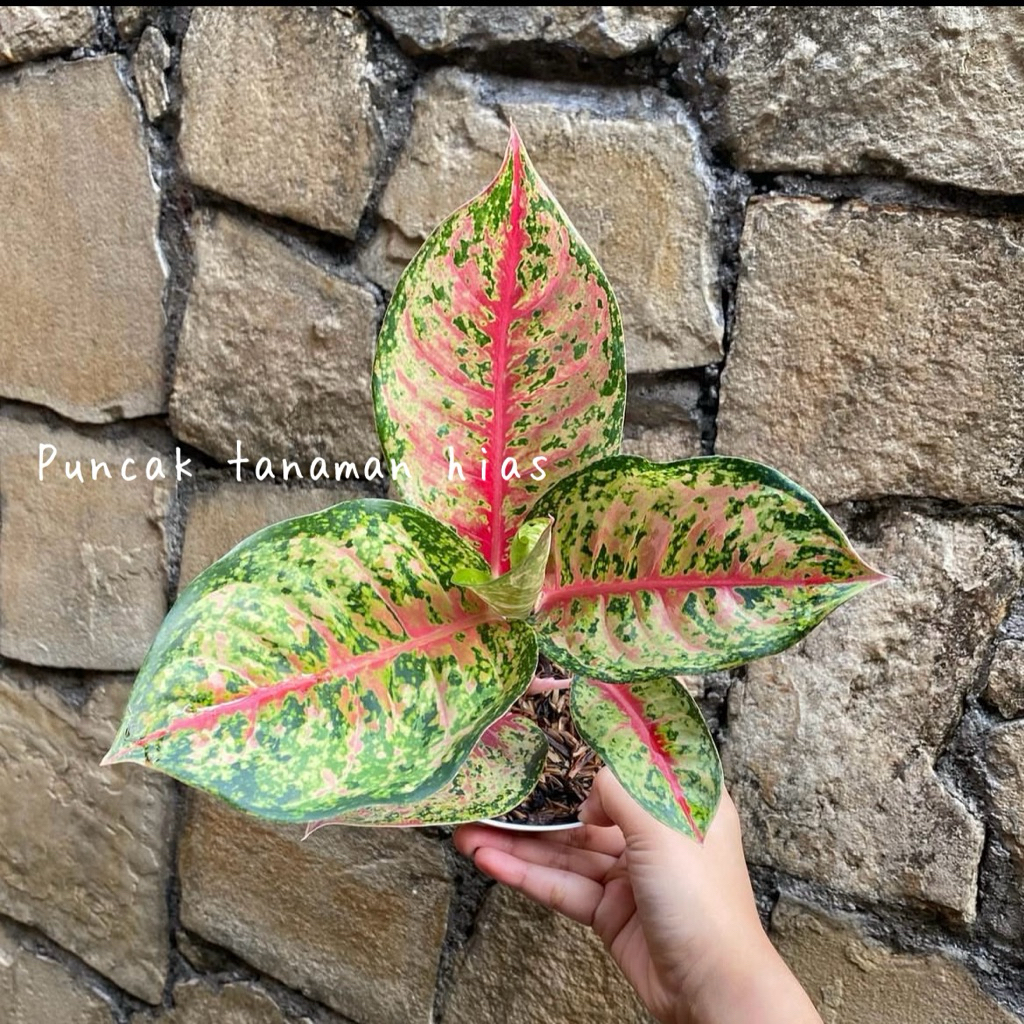 Tanaman hias aglonema sweet dream - aglonema sweet dream