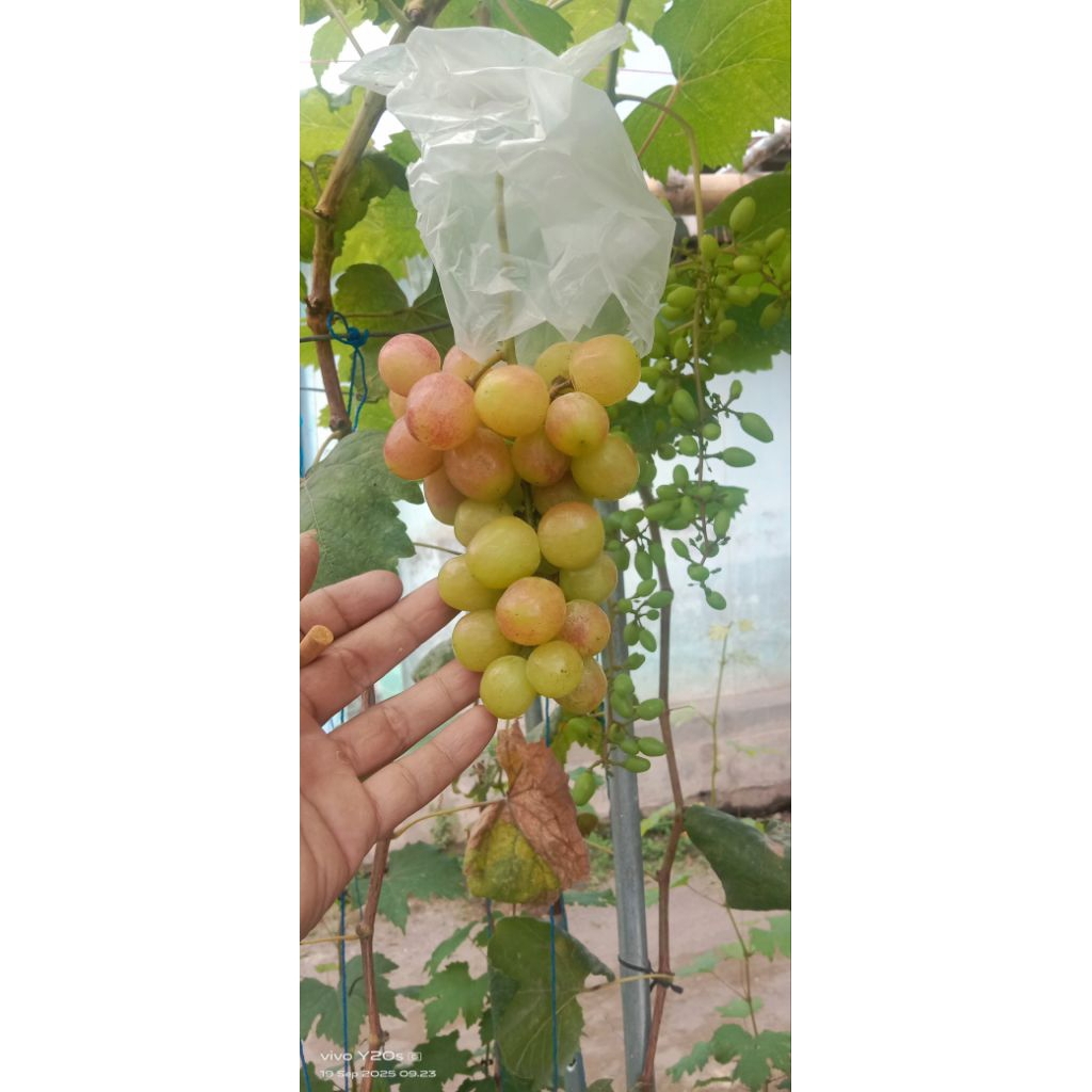 bibit anggur import valid