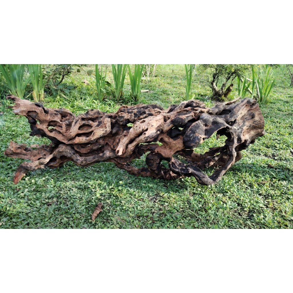 akar kayu santigi hiasan aquarium