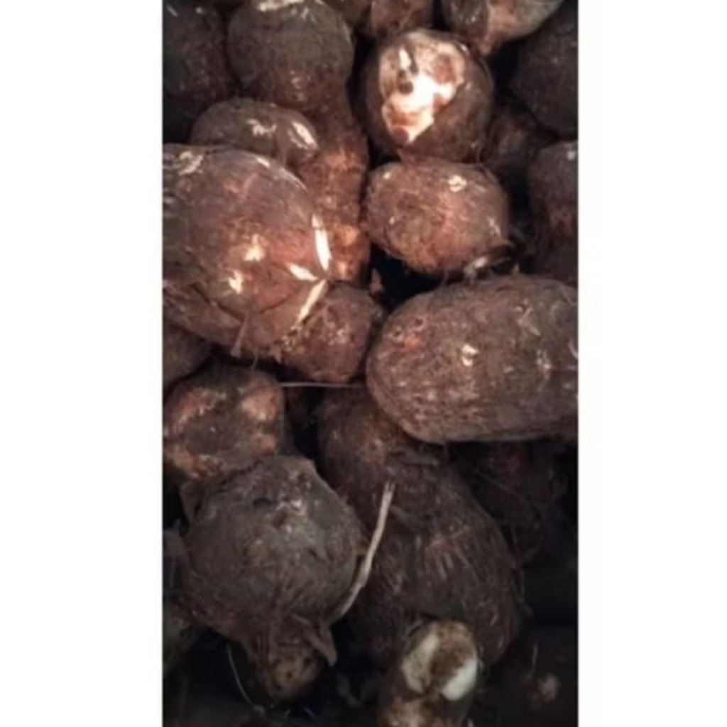 Ubi Talas/mbote/entek  Segar 2kg - Pulen, Lembut, Segar