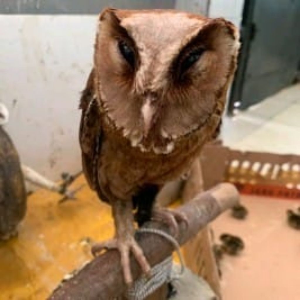 burung hantu owl obay