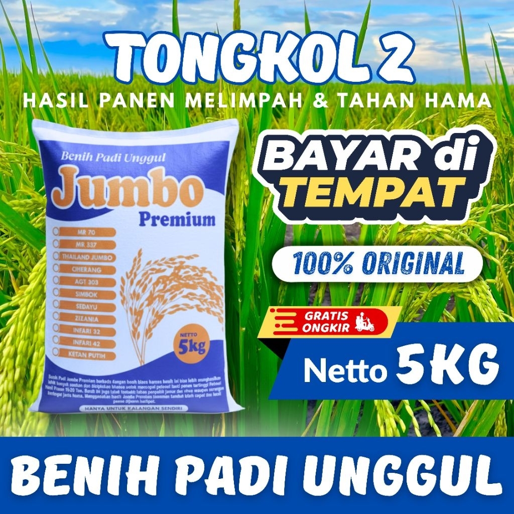 Benih Padi Unggul Tongkol 2 kemasan 5Kg Original Premium