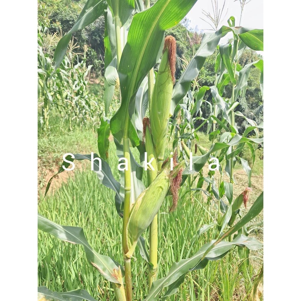 jual jagung huma muda segar 1kg jagung kampung