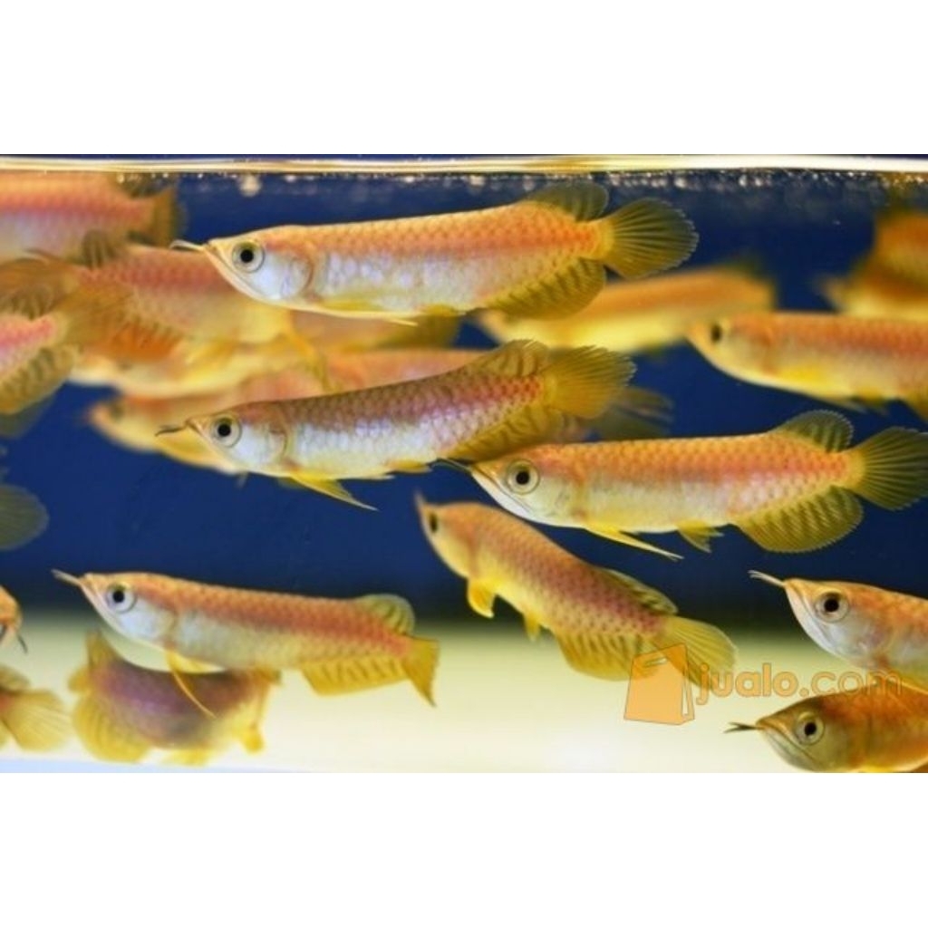 Promo Terbatas GoldenCrossback Bluebase 24k 8-9cm