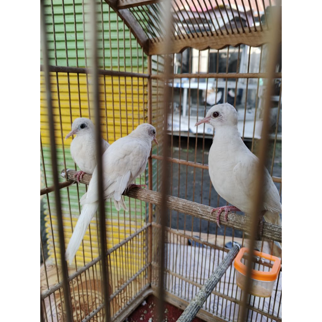 perkutut putih lurik mm jantan mandiri (kirim luar Jawa tidak bisa)