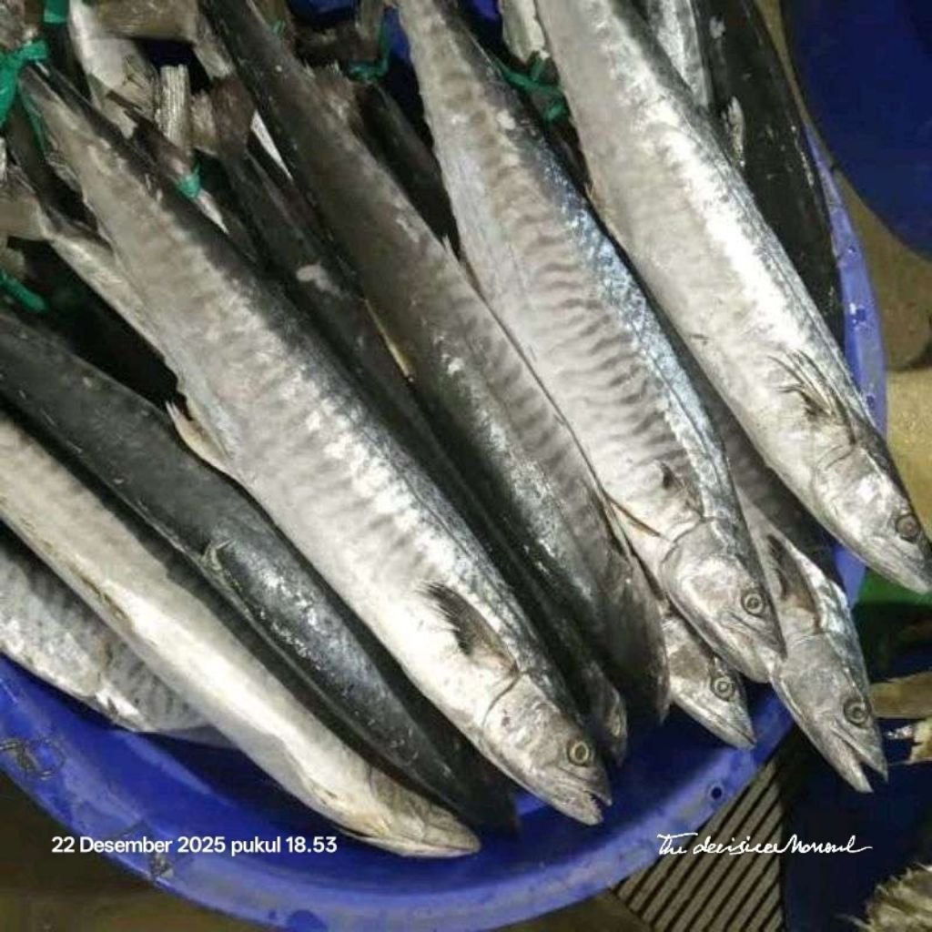Ikan Tenggiri Fresh 1 Kg Halal Ikan Tenggiri Segar Premium
