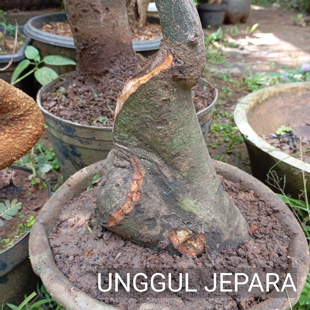 BONSAI RANDU VARIEGATA