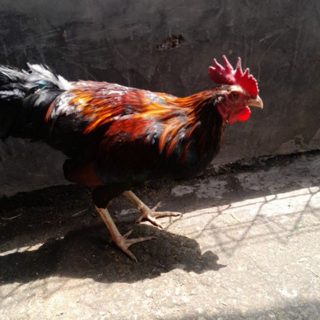 ayam jago kampung hidup