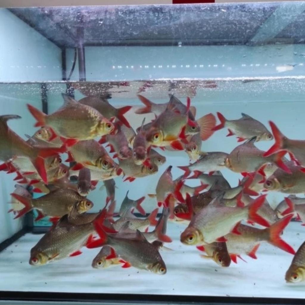 Hiasan aquarium Ikan Kaviat kapiat Bangkok hijau green tankmate 18-22cm