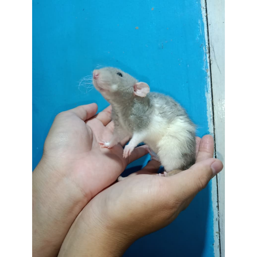 Dumbo Ear Rat | Tikus Dumbo Peliharaan Siap Kawin