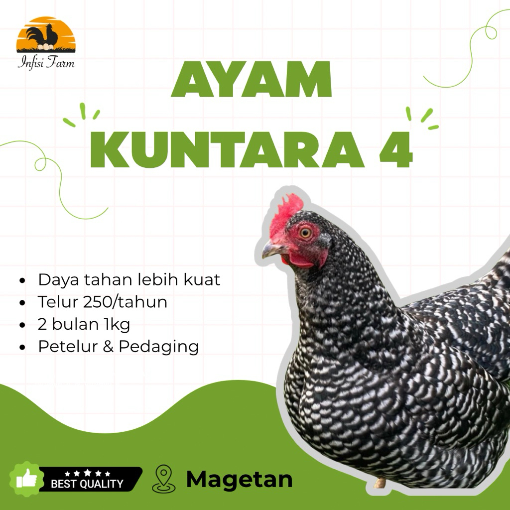 Telur Ayam Kuntara 4 Fertil Asli, Segar dan Siap Ditetaskan