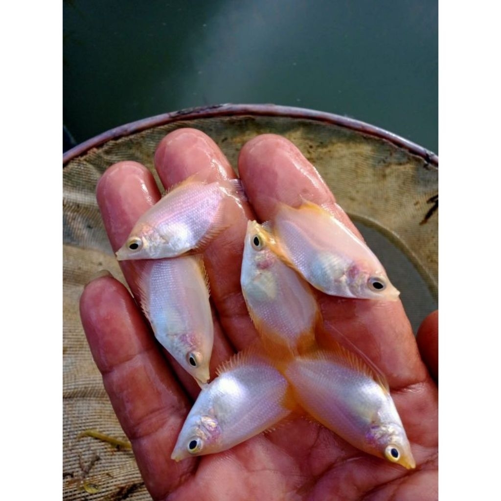 paket 10 bibit (gurpad) gurame Padang berkualitas uk kukujari